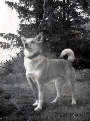 Hupi-koira