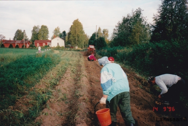 Siltalan pottumaa