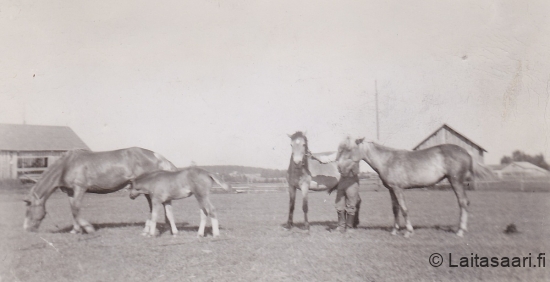 Sotahevonen ja Niilo Kontu (1947-50)