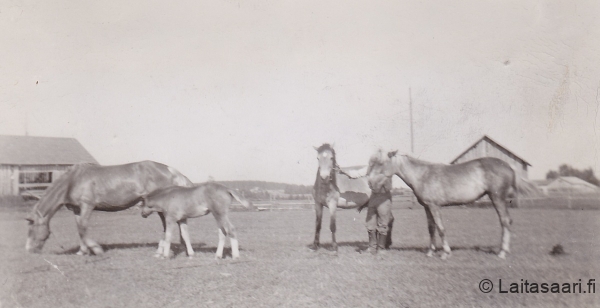 Sotahevonen ja Niilo Kontu (1947-50)