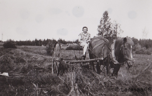 Helga Siekkinen haravakoneen ohjaimissa
