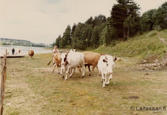 Rintamäen lehmät rannalla