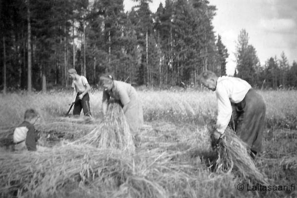Pömi, ruispellolla Pömi, ruispellolla