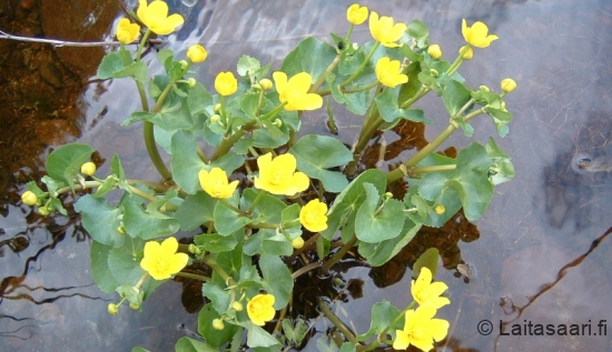 Rentukoita purossa