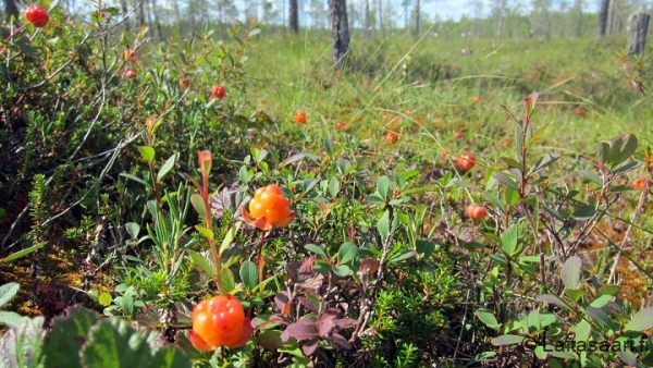 Hilloja suolla
