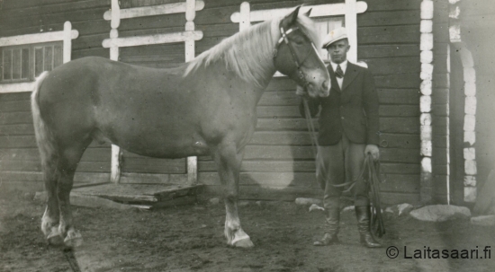 Arvi Laukka hevosen kanssa tallin edessä
