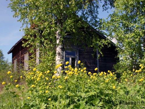 Aittalan kullerot