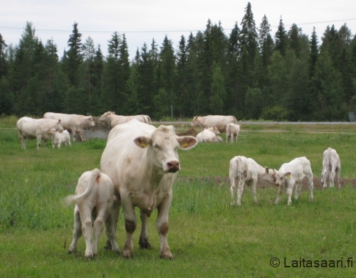 Keräsen ämmyt